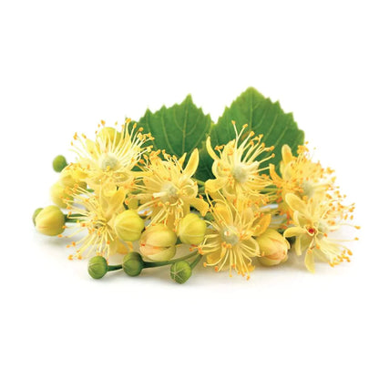 Natural Lime Blossom Essential Oil