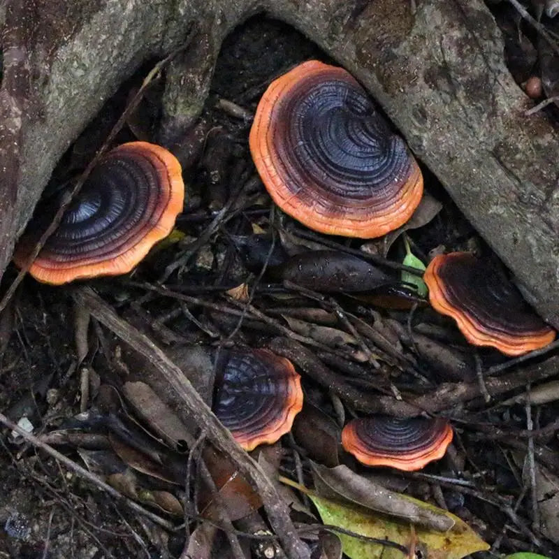 Decoración de hongos oscuros de hadas