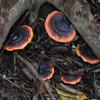 Decoración de hongos oscuros de hadas