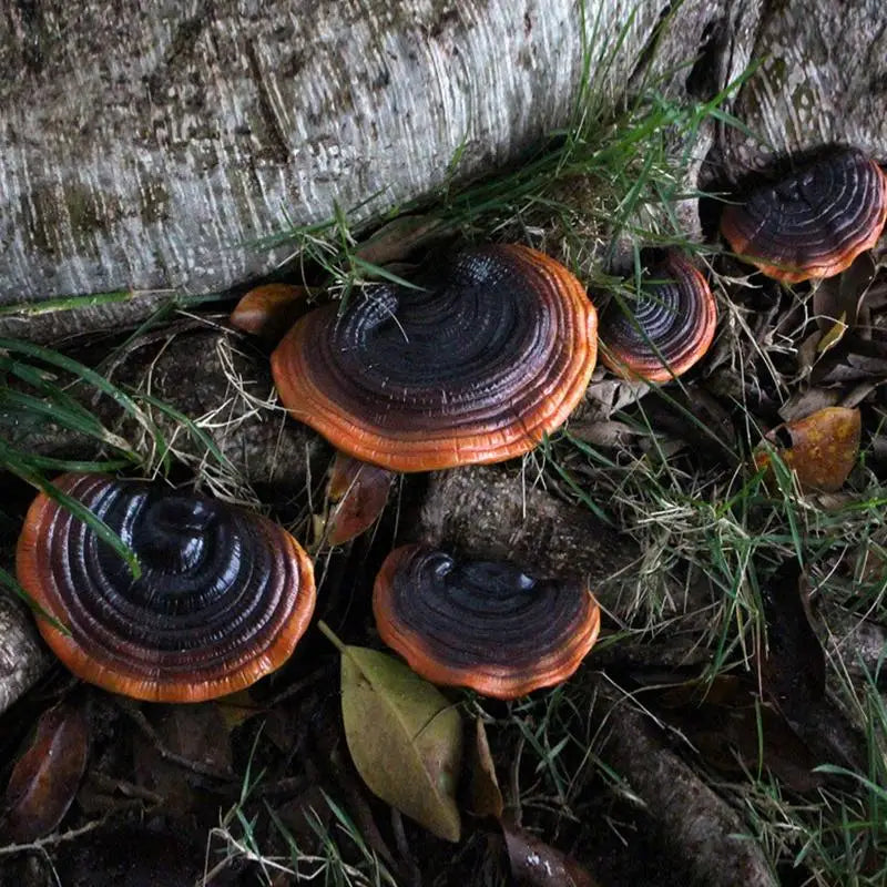 Decoração de cogumelo escuro fada