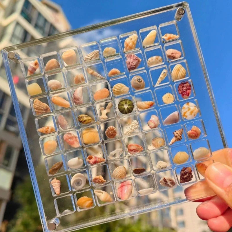 Seashell Display Box