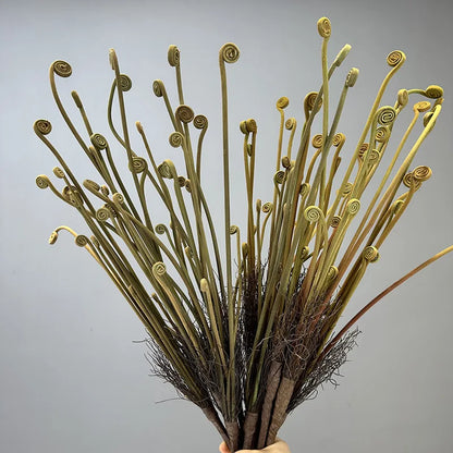 FrostFern Flocking Sprout Plant