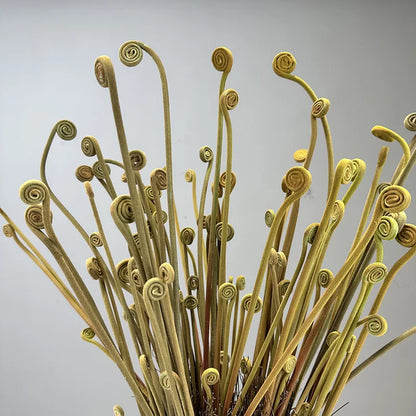 FrostFern Flocking Sprout Plant