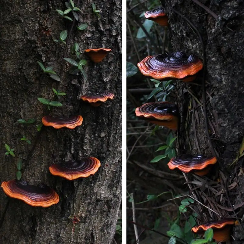 Fairy Dark Mushroom Decor