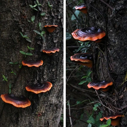 Décor de champignon foncé féerique