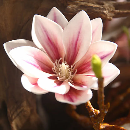 Fleurs de magnolia artificielles