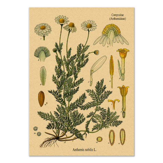 Chamomile Kraft Paper Poster botanic botanical floral flower flowers SUB CATEGORY_Posters vintage poster vintage print