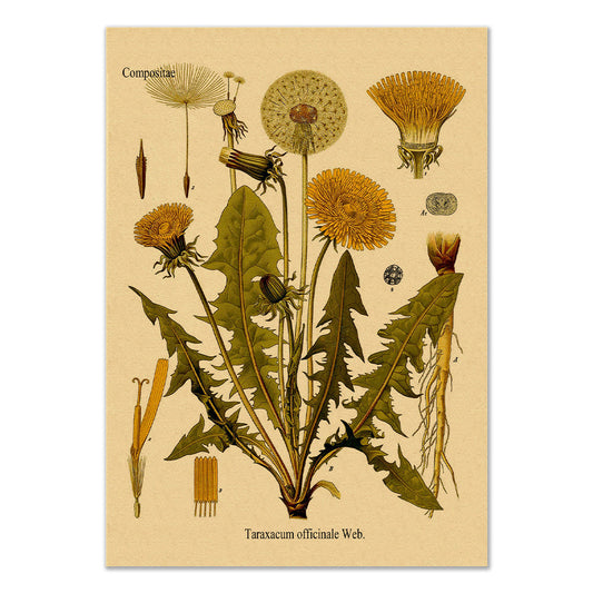 Dandelion Kraft Paper Poster botanic botanical floral flower flowers SUB CATEGORY_Posters vintage poster vintage print