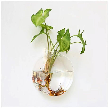 Glass Wall Hanging Flower Vase cottagecore nature planter pot