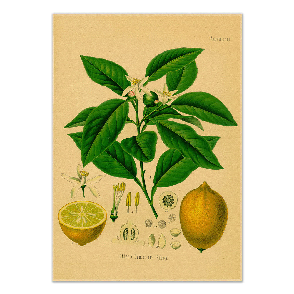 Lemon Tree Kraft Paper Poster botanic botanical floral flower flowers SUB CATEGORY_Posters vintage poster vintage print