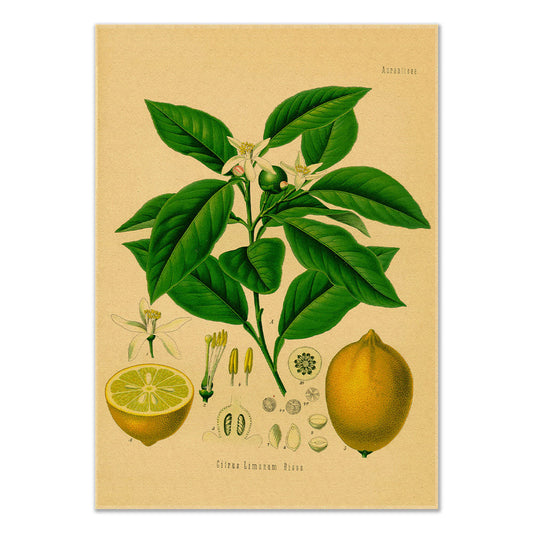 Lemon Tree Kraft Paper Poster botanic botanical floral flower flowers SUB CATEGORY_Posters vintage poster vintage print