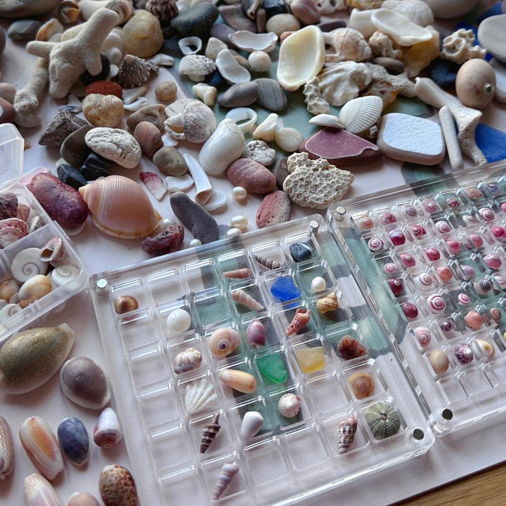 Seashell Display Box