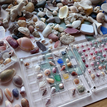 Seashell Display Box