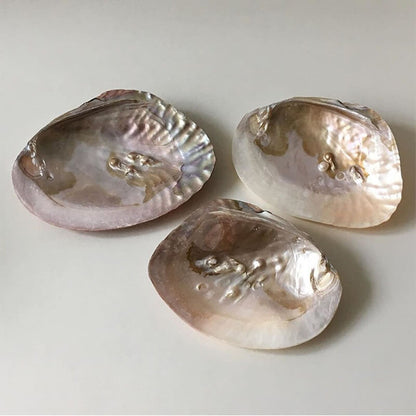 Natural Seashell Jewelry Tray organizer storage