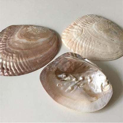 Natural Seashell Jewelry Tray organizer storage