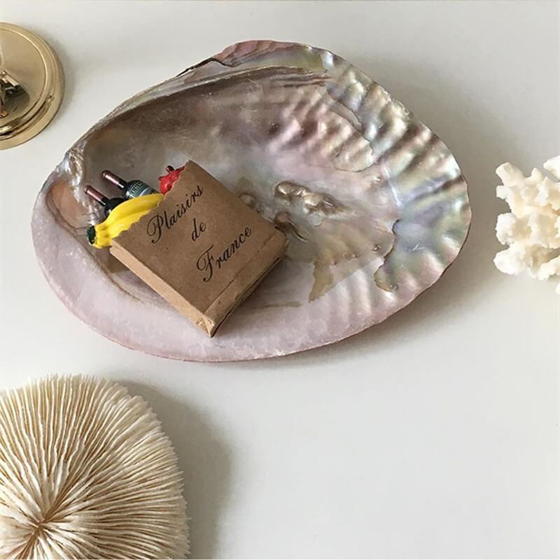 Natural Seashell Jewelry Tray organizer storage