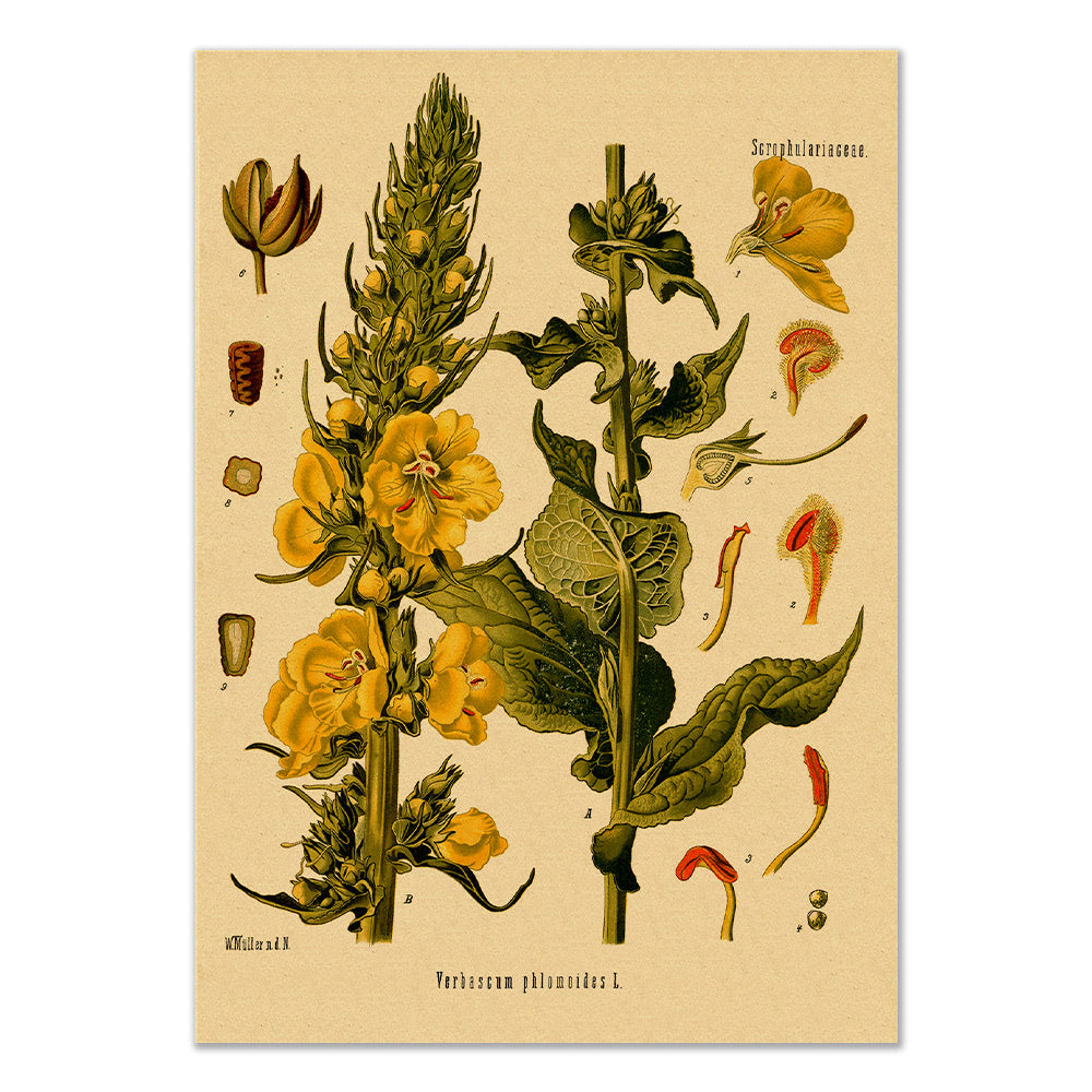 Orange Mullein Kraft Paper Poster botanic botanical floral flower flowers SUB CATEGORY_Posters vintage poster vintage print