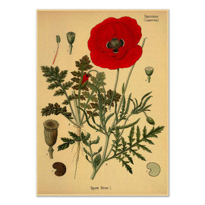 Poppy Flower Kraft Paper Poster botanic botanical floral flower flowers SUB CATEGORY_Posters vintage poster vintage print