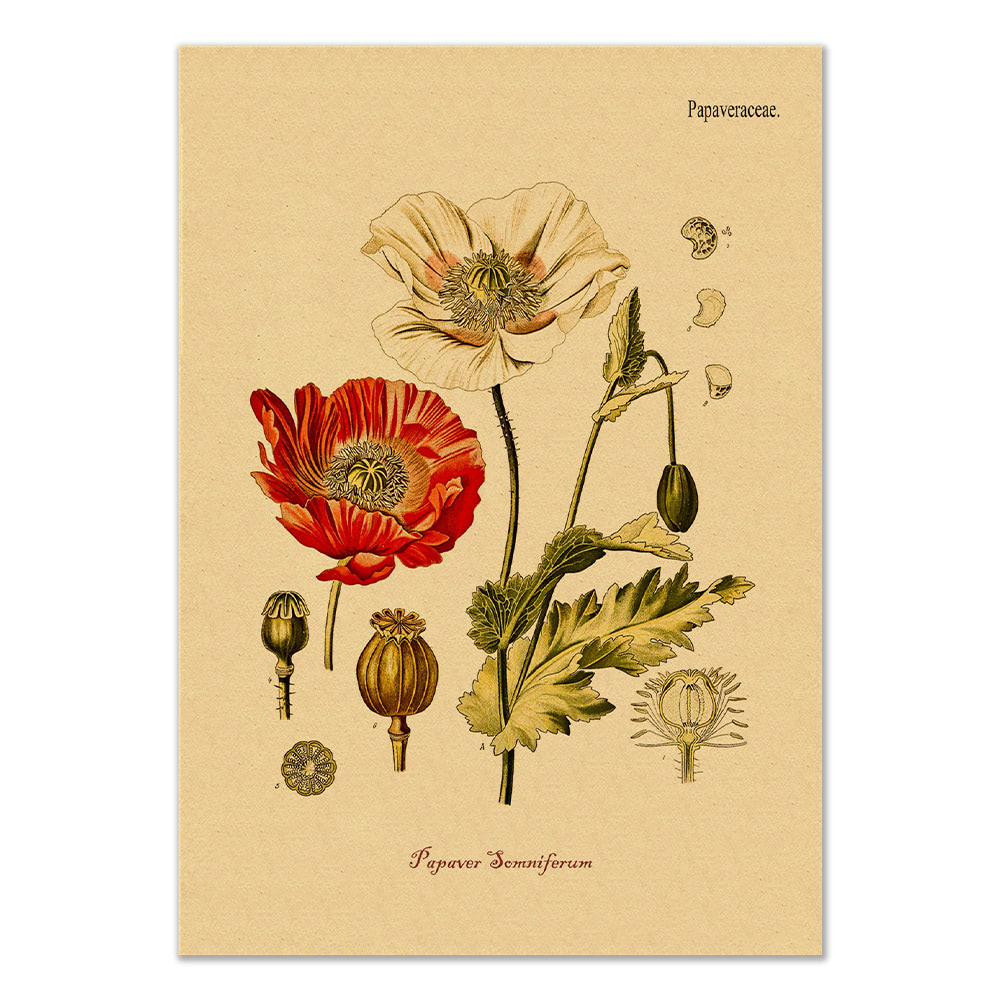 Poppy Flower Kraft Paper Poster botanic botanical floral flower flowers SUB CATEGORY_Posters vintage poster vintage print