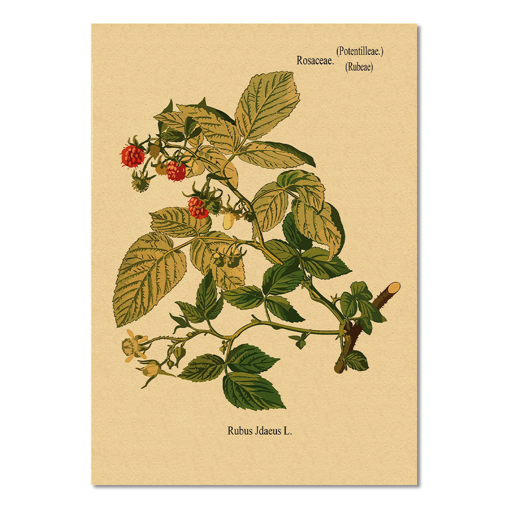 Affiche en papier kraft Framboise Bush