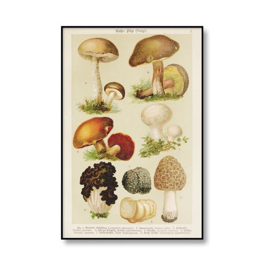 Vintage Mushrooms Canvas Posters AESTHETIC_Cottagecore AESTHETIC_Mushroom SUB CATEGORY_Posters