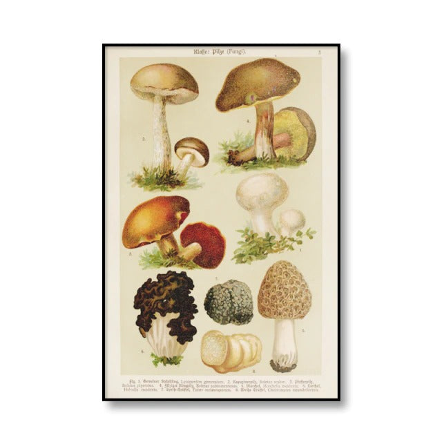 Vintage Mushrooms Canvas Posters AESTHETIC_Cottagecore AESTHETIC_Mushroom SUB CATEGORY_Posters