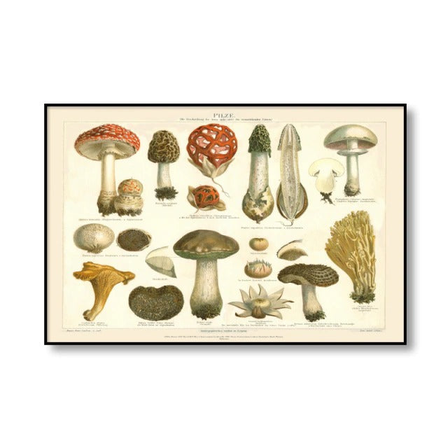 Vintage Mushrooms Canvas Posters AESTHETIC_Cottagecore AESTHETIC_Mushroom SUB CATEGORY_Posters
