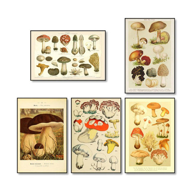 Vintage Mushrooms Canvas Posters AESTHETIC_Cottagecore AESTHETIC_Mushroom SUB CATEGORY_Posters