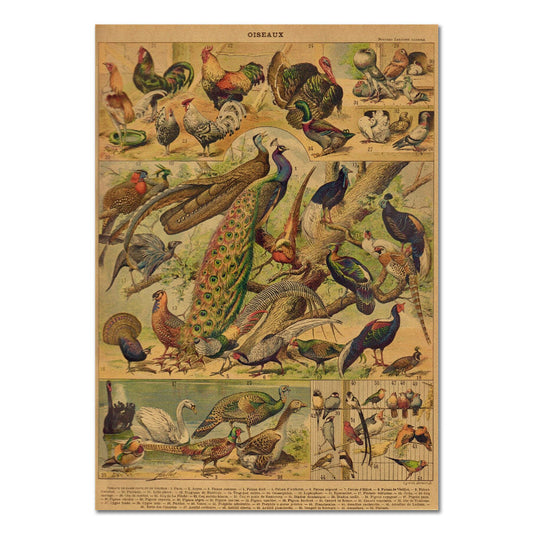 Birds Vintage Kraft Paper Poster retro SUB CATEGORY_Posters vintage poster vintage print