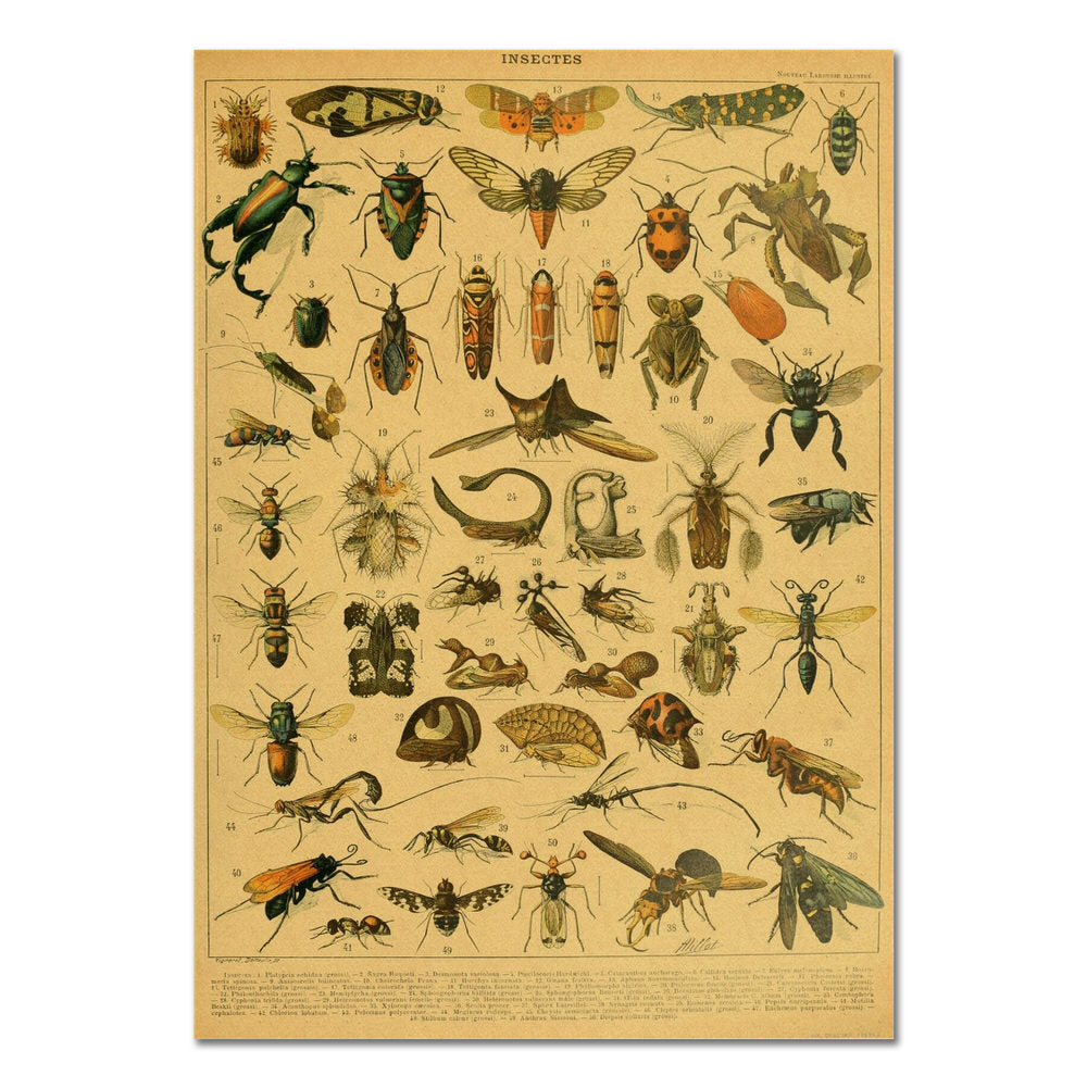 Insects Vintage Kraft Paper Poster insectes insects retro SUB CATEGORY_Posters vintage poster vintage print