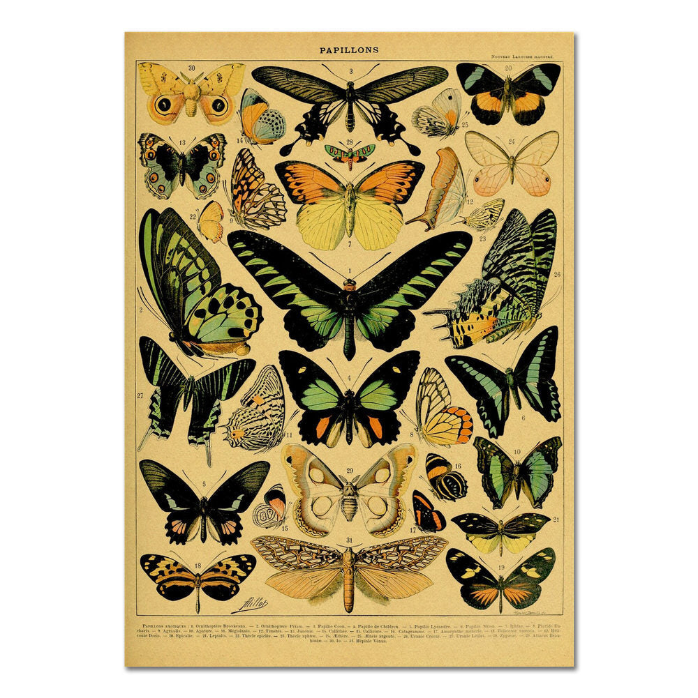 Papillons Kraft Paper Poster butterflies retro SUB CATEGORY_Posters vintage poster vintage print