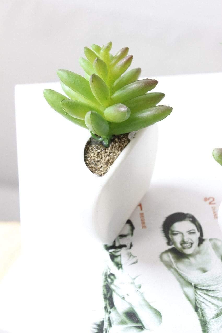 Succulent Plant Fridge Magnet