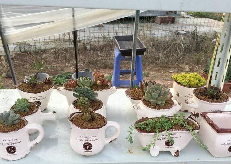 Vintage Succulent Flower Pot