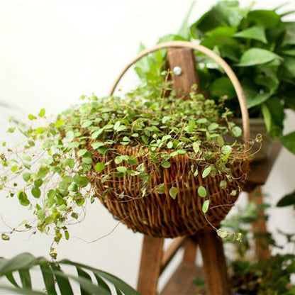 Wicker Wall Hanging Flower Basket