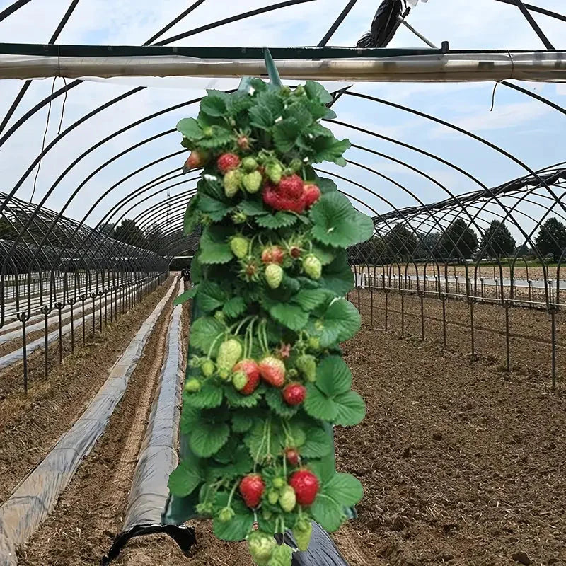 Upside Down Tomato Grow Bag __stock:200 Garden & Patio refund_fee:800